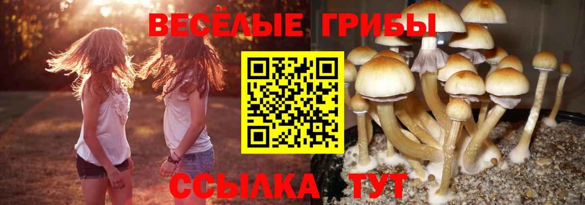 Псилоцибиновые грибы GOLDEN TEACHER Долгопрудный