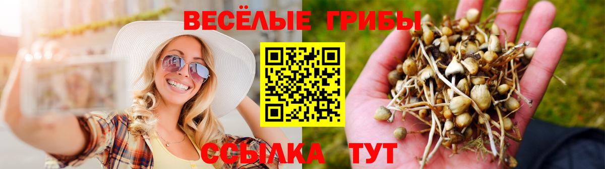 Долгопрудный  Галлюциногенные грибы Psilocybe  Вход с VPN 